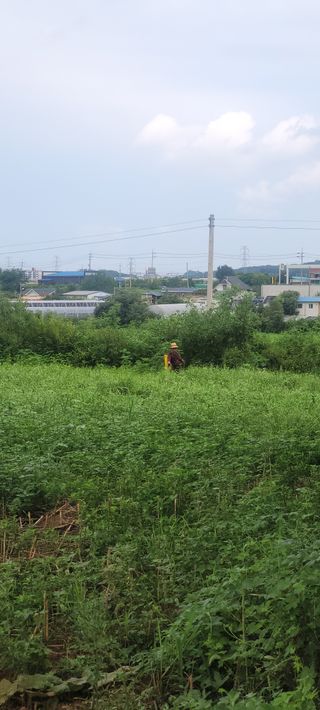로만아빠님의 기타작물 · 영농일지 작성글 사진