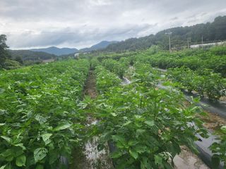 전선경님의 작성글 사진