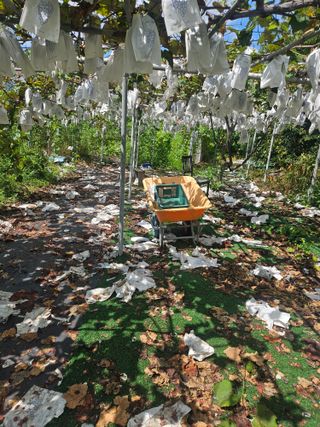 권상탁님의 포도 · 영농일지 작성글 사진