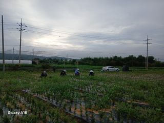 엄기덕님의 기타작물 · 영농일지 작성글 사진
