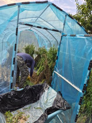 김영숙님의 참깨 · 영농일지 작성글 사진