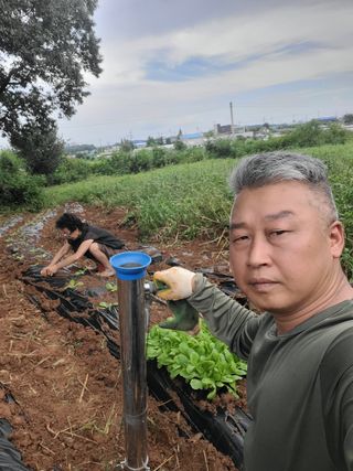 로만아빠님의 배추 · 영농일지 작성글 사진