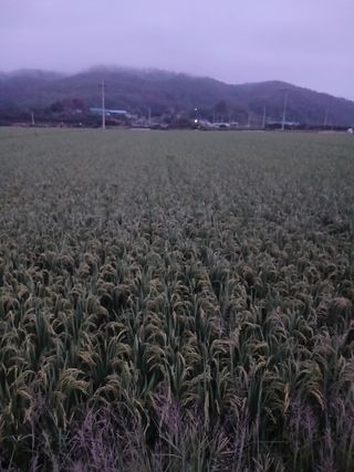 성광석님의 벼 · 영농일지 작성글 사진