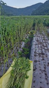 팜모닝 기타작물·영농일지 게시글 이미지
