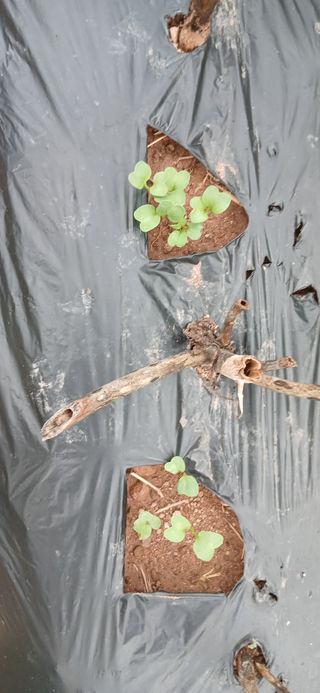 정연섭님의 기타작물 · 영농일지 작성글 사진