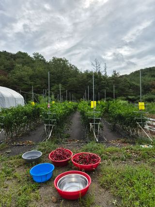 주말농 젠바님의 기타작물 · 영농일지 작성글 사진