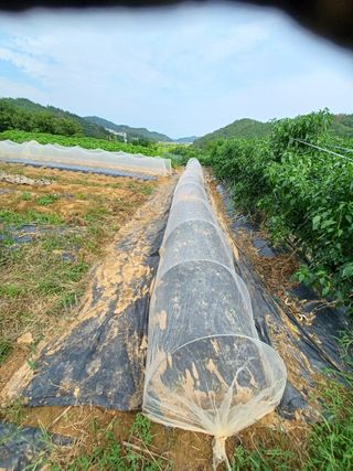 행운목(이옥도)님의 기타작물 · 영농일지 작성글 사진