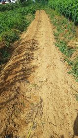 팜모닝 고추·영농일지 게시글 이미지