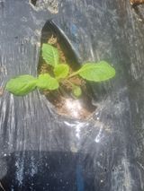 논산푸른팜님의 작성글 사진