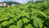 최춘득 청대산 님의 작성글 사진