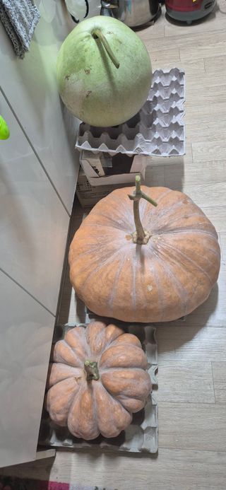 봉림동664태진농장님의 기타작물 · 영농일지 작성글 사진
