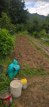 돌복숭아님의 작성글 사진