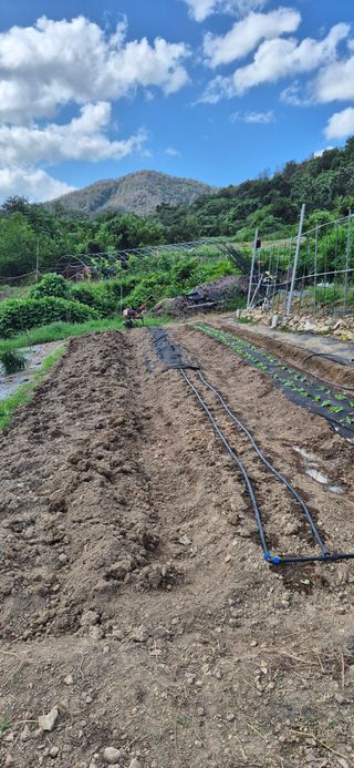 달맞이할배님의 기타작물 · 영농일지 작성글 사진