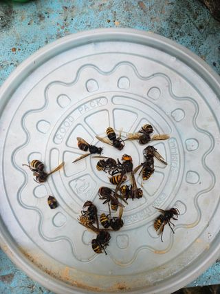 조정은님의 기타작물 · 영농일지 작성글 사진