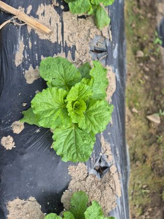 심관흠님의 작성글 사진