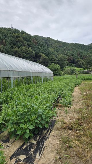 이규섭님의 들깨 · 영농일지 작성글 사진