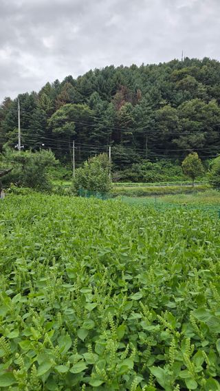 이규섭님의 들깨 · 영농일지 작성글 사진