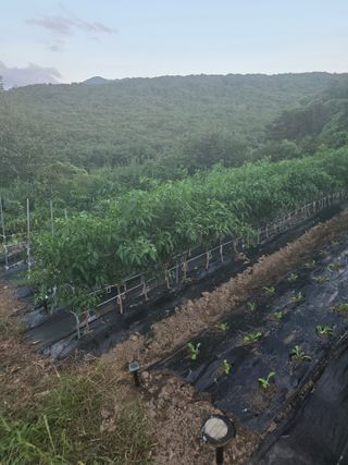 이화영(7629)님의 기타작물 · 영농일지 작성글 사진
