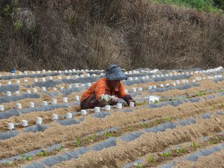 서외성님의 배추 · 영농일지 작성글 사진