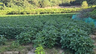 백보승님의 기타작물 · 영농일지 작성글 사진