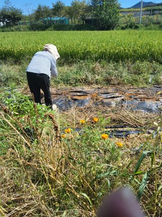 최주홍님의 기타작물 · 영농일지 작성글 사진