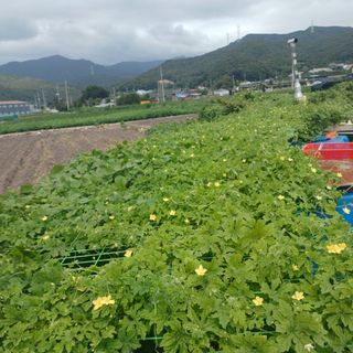 正覺님의 기타작물 · 영농일지 작성글 사진