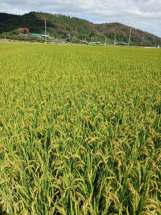 성광석님의 벼 · 영농일지 작성글 사진
