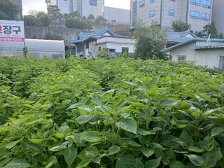 문용건님의 기타작물 · 영농일지 작성글 사진
