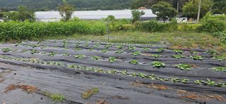 산골아찌님의 배추 · 영농일지 작성글 사진