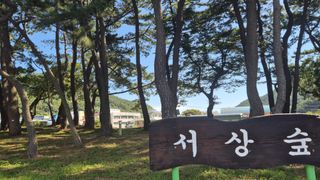 촌사리(김정대)님의 기타작물 · 영농일지 작성글 사진