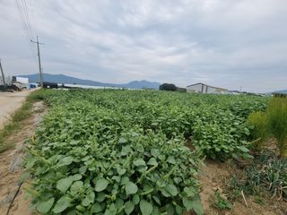 백석읍오산3리조남범님의 기타작물 · 영농일지 작성글 사진