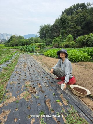 님의 배추 · 영농일지 작성글 사진