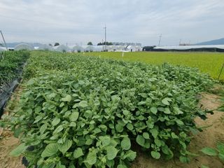 백석읍오산3리조남범님의 기타작물 · 영농일지 작성글 사진