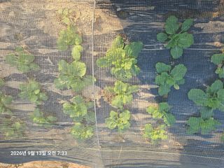 유명숙님의 기타작물 · 영농일지 작성글 사진