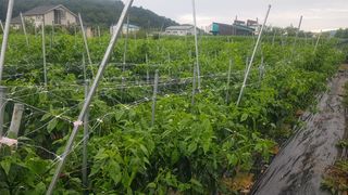 최춘득 청대산 님의 들깨 · 영농일지 작성글 사진