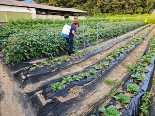 경달현님의 배추 · 영농일지 작성글 사진