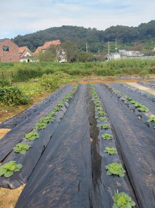 온바위님의 배추 · 영농일지 작성글 사진