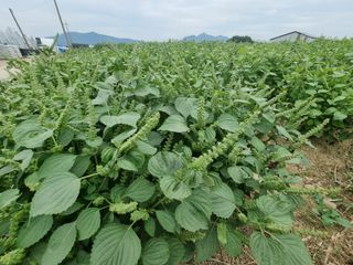 백석읍오산3리조남범님의 기타작물 · 영농일지 작성글 사진