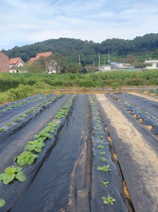 온바위님의 배추 · 영농일지 작성글 사진