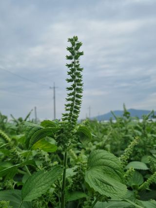 백석읍오산3리조남범님의 기타작물 · 영농일지 작성글 사진