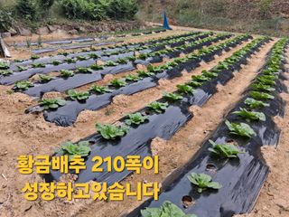 한건택님의 기타작물 · 영농일지 작성글 사진