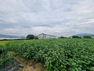 백석읍오산3리조남범님의 기타작물 · 영농일지 작성글 사진
