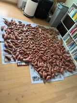팜모닝 고구마·영농일지 게시글 이미지