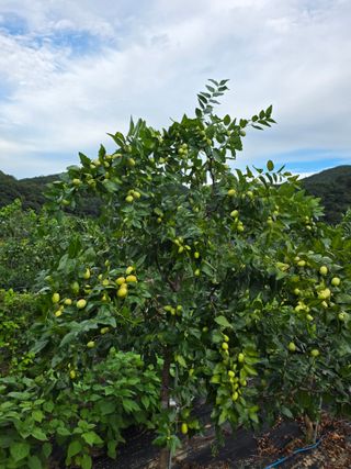 배추15855님의 기타작물 · 영농일지 작성글 사진