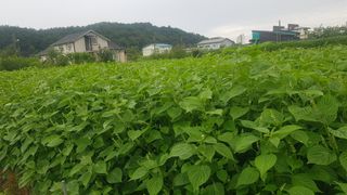 최춘득 청대산 님의 들깨 · 영농일지 작성글 사진