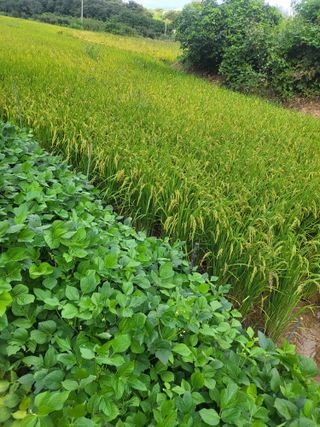 최병우님의 벼 · 영농일지 작성글 사진