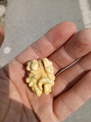 김건형님의 기타작물 · 영농일지 작성글 사진