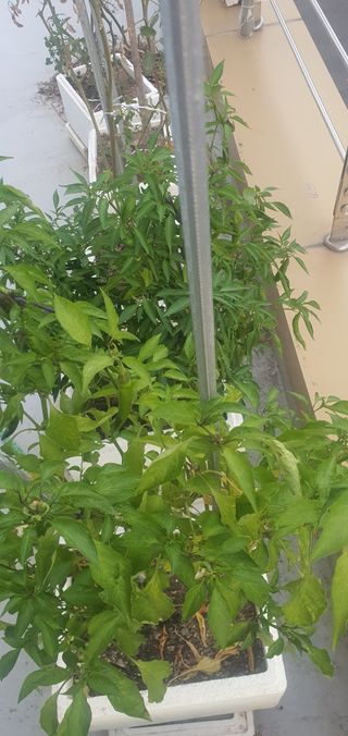 오늘도행복님의 고추 · 영농일지 작성글 사진