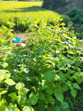 최병우님의 벼 · 영농일지 작성글 사진