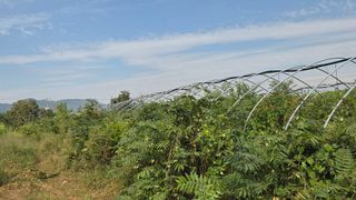 제키님의 기타작물 · 영농일지 작성글 사진